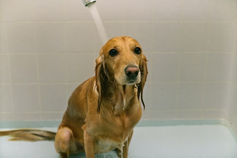 A wet spaniel-type dog being rinsed in a shallow grooming bath