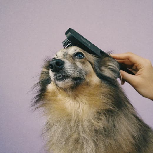 A long-haired small dog being brushed with a slicker brush