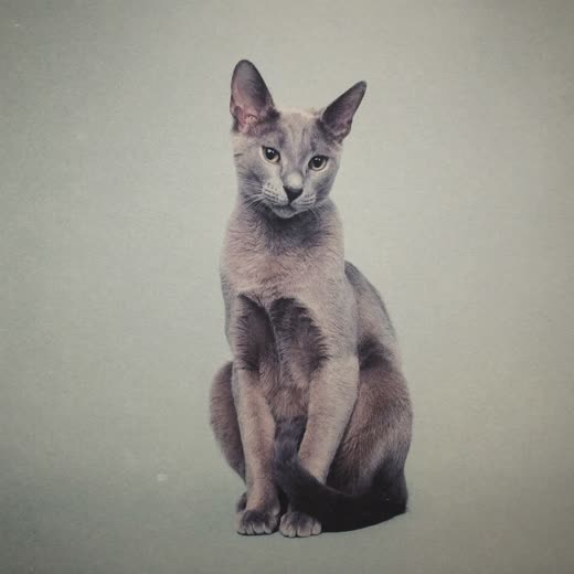 A calm cat with a smooth groomed coat